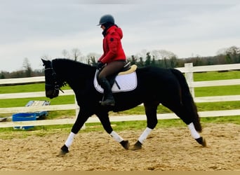 Connemara, Caballo castrado, 4 años, 150 cm, Negro