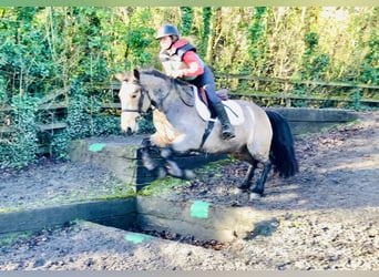 Connemara, Caballo castrado, 4 años, 152 cm, Bayo