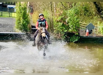 Connemara, Caballo castrado, 4 años, 152 cm, Bayo