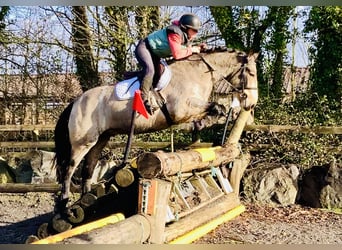 Connemara, Caballo castrado, 4 años, 152 cm, Bayo