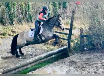 Connemara, Caballo castrado, 4 años, 152 cm, Bayo