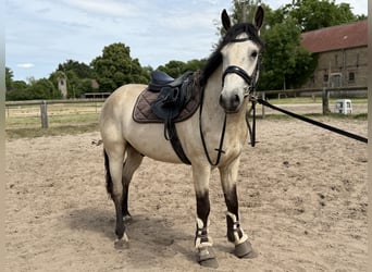 Connemara, Caballo castrado, 4 años, 152 cm, Bayo