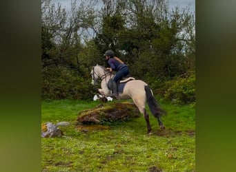Connemara, Caballo castrado, 4 años, 152 cm, Bayo