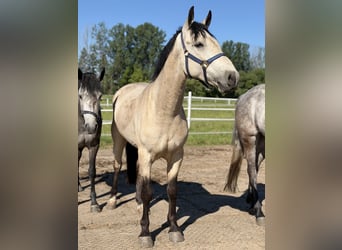 Connemara, Caballo castrado, 4 años, 152 cm, Bayo