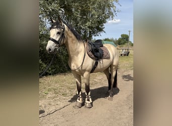 Connemara, Caballo castrado, 4 años, 152 cm, Bayo