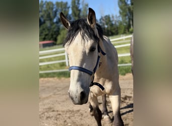 Connemara, Caballo castrado, 4 años, 152 cm, Bayo