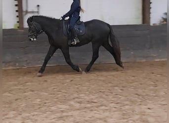 Connemara, Caballo castrado, 4 años, 152 cm
