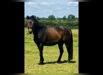 Connemara, Caballo castrado, 4 años, 152 cm, Castaño