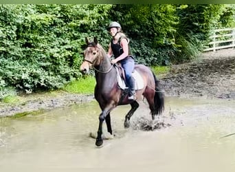 Connemara, Caballo castrado, 4 años, 152 cm, Castaño