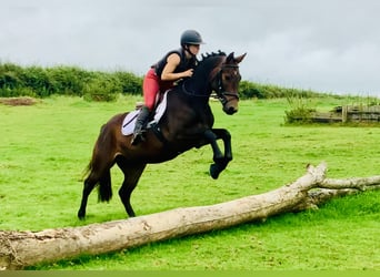 Connemara, Caballo castrado, 4 años, 152 cm, Castaño