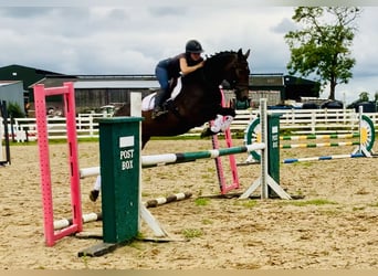 Connemara, Caballo castrado, 4 años, 152 cm, Castaño