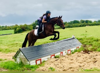 Connemara, Caballo castrado, 4 años, 152 cm, Castaño