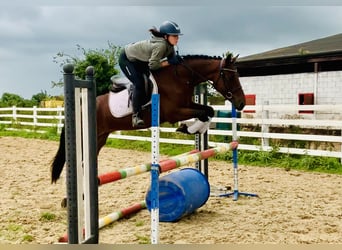 Connemara, Caballo castrado, 4 años, 152 cm, Castaño