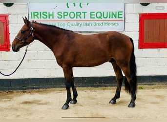 Connemara, Caballo castrado, 4 años, 152 cm, Castaño