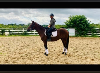 Connemara, Caballo castrado, 4 años, 152 cm, Castaño