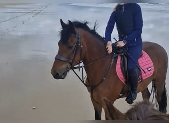 Connemara, Caballo castrado, 4 años, 152 cm, Castaño