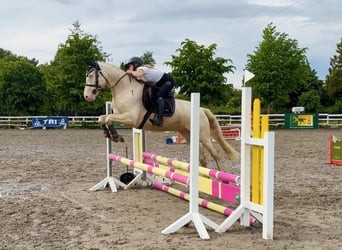 Connemara, Caballo castrado, 4 años, 152 cm, Cremello