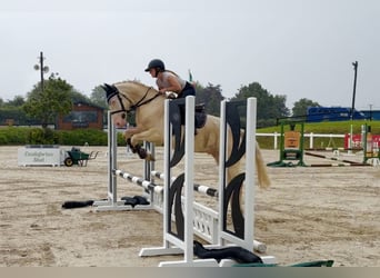 Connemara, Caballo castrado, 4 años, 152 cm, Cremello