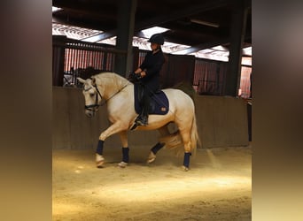 Connemara Mestizo, Caballo castrado, 4 años, 152 cm, Palomino