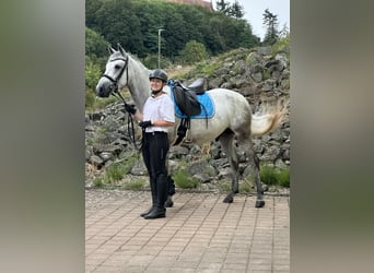 Connemara, Caballo castrado, 4 años, 152 cm, Porcelana