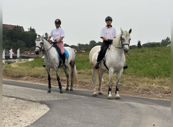 Connemara, Caballo castrado, 4 años, 152 cm, Porcelana