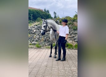 Connemara, Caballo castrado, 4 años, 152 cm, Porcelana