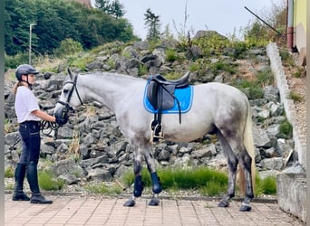 Connemara, Caballo castrado, 4 años, 152 cm, Porcelana