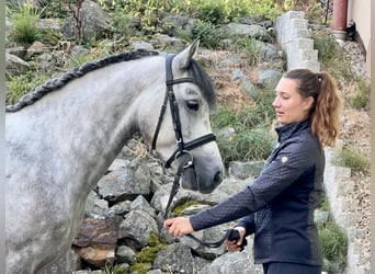 Connemara, Caballo castrado, 4 años, 152 cm, Tordillo negro