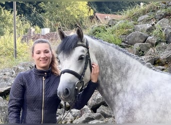 Connemara, Caballo castrado, 4 años, 152 cm, Tordillo negro