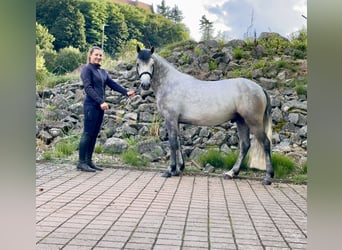 Connemara, Caballo castrado, 4 años, 152 cm, Tordillo negro