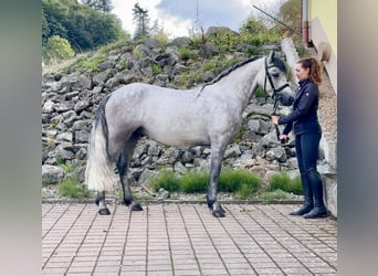 Connemara, Caballo castrado, 4 años, 152 cm, Tordillo negro