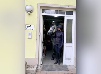 Connemara, Caballo castrado, 4 años, 152 cm, Tordillo negro