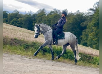 Connemara, Caballo castrado, 4 años, 152 cm, Tordillo negro