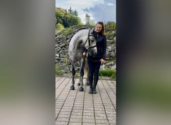 Connemara, Caballo castrado, 4 años, 152 cm, Tordillo negro