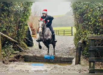 Connemara, Caballo castrado, 4 años, 152 cm, Tordo