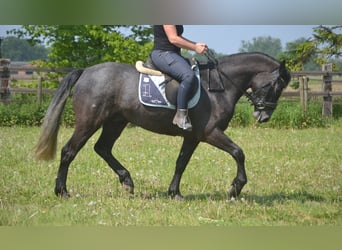 Connemara, Caballo castrado, 4 años, 152 cm, Tordo