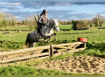 Connemara, Caballo castrado, 4 años, 152 cm, Tordo