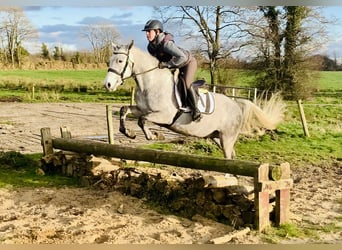 Connemara, Caballo castrado, 4 años, 152 cm, Tordo
