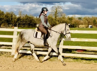 Connemara, Caballo castrado, 4 años, 152 cm, Tordo