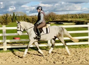 Connemara, Caballo castrado, 4 años, 152 cm, Tordo