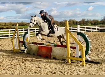 Connemara, Caballo castrado, 4 años, 152 cm, Tordo