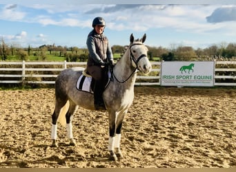 Connemara, Caballo castrado, 4 años, 152 cm, Tordo