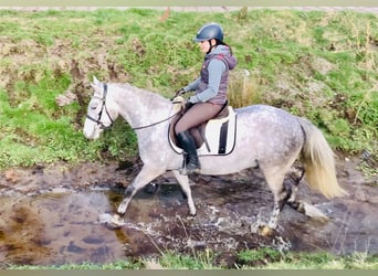 Connemara, Caballo castrado, 4 años, 152 cm, Tordo