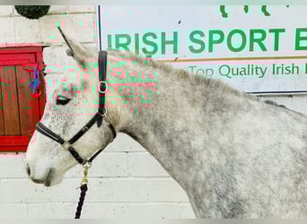 Connemara, Caballo castrado, 4 años, 152 cm, Tordo