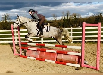 Connemara, Caballo castrado, 4 años, 152 cm, Tordo