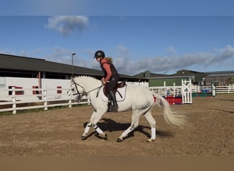 Connemara, Caballo castrado, 4 años, 152 cm, Tordo