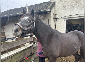 Connemara, Caballo castrado, 4 años, 152 cm, Tordo rodado