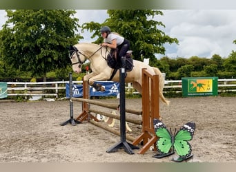Connemara, Caballo castrado, 4 años, 153 cm