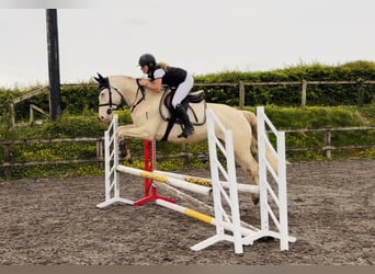 Connemara, Caballo castrado, 4 años, 153 cm
