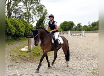 Connemara, Caballo castrado, 4 años, 153 cm, Castaño rojizo
